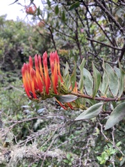 Tristerix longibracteatus