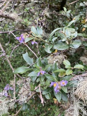 Lycianthes lycioides