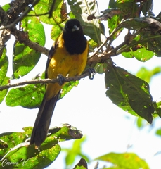 Icterus prosthemelas