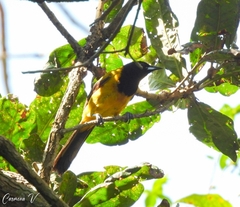 Icterus prosthemelas