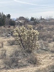 Cylindropuntia echinocarpa