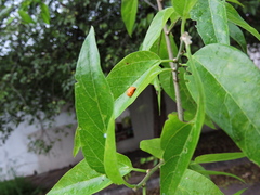 Hippodamia convergens