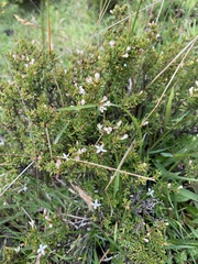 Arcytophyllum thymifolium