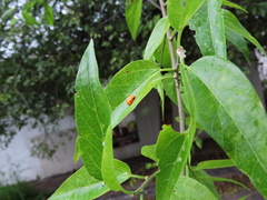 Hippodamia convergens