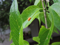 Hippodamia convergens