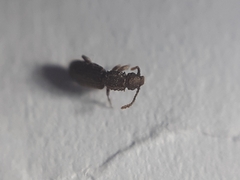 Oryzaephilus surinamensis