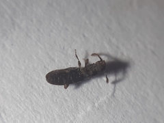 Oryzaephilus surinamensis