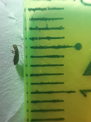 Oryzaephilus surinamensis