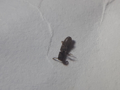 Oryzaephilus surinamensis