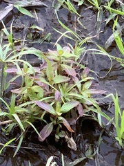 Veronica anagallis-aquatica