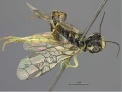 Pamphilius albopictus