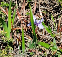 Iris douglasiana