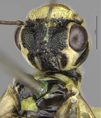 Pamphilius albopictus