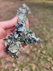 Parmotrema submarginale