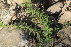 Calibrachoa parviflora