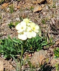 Erysimum franciscanum