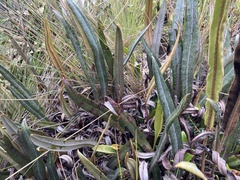 Baccharis genistelloides