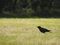 Corvus corone