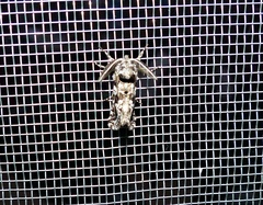 Cossidae