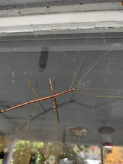 Diapheromera femorata