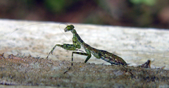 Liturgusidae