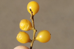Loranthus europaeus