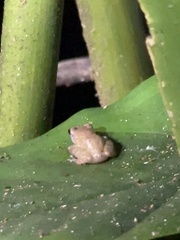 Diasporus