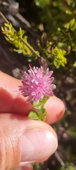 Diastella divaricata divaricata