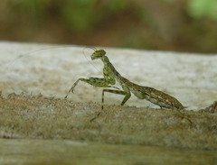 Liturgusidae
