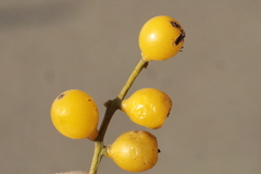Loranthus europaeus