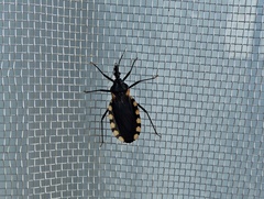Triatoma patagonica