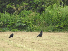 Corvus corone