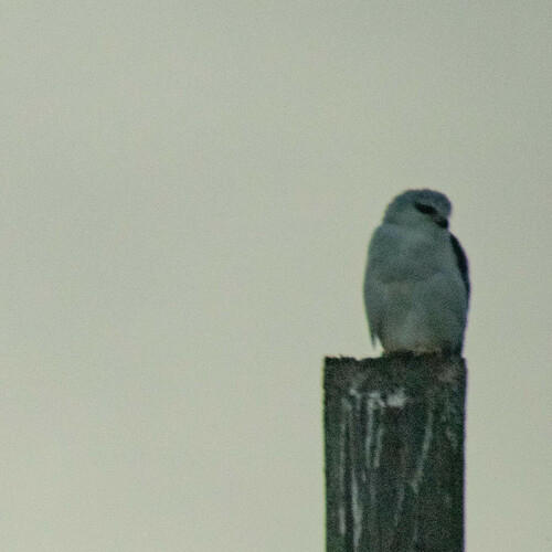 Elanio común (Elanus caeruleus)