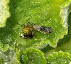 Membracis foliatafasciata