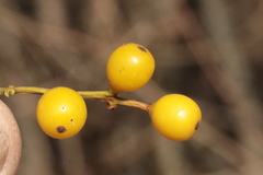 Loranthus europaeus