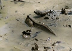 Periophthalmodon schlosseri