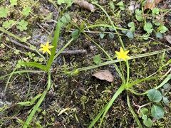 Hypoxis