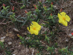 Cistus calycinus