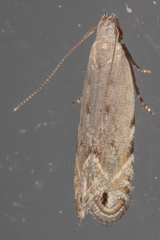 Battaristis concinnusella