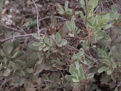 Cistus halimifolius