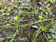 Hypoxis