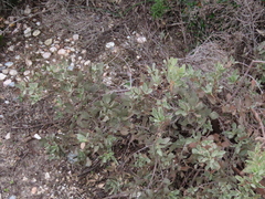 Cistus halimifolius
