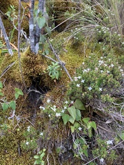 Arcytophyllum thymifolium