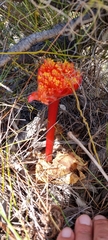 Haemanthus sanguineus