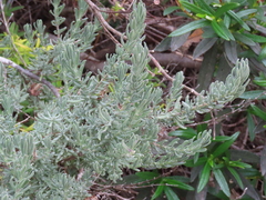 Lavandula stoechas
