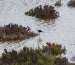 Himantopus himantopus