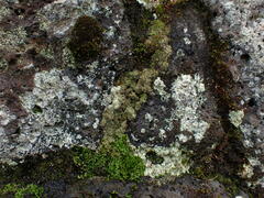 Bacidia subcerina