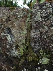 Bacidia subcerina
