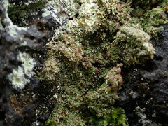 Bacidia subcerina