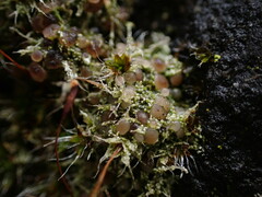 Bacidia subcerina